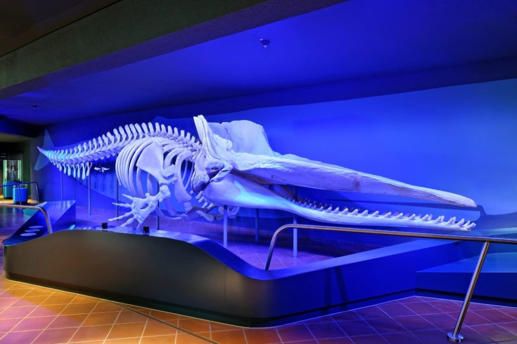 Ein Fossil, hervorgehoben durch Lichttechnik.